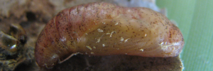 Pupae